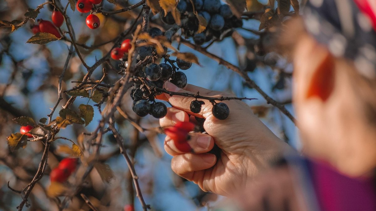 A Beginner's Guide to Identifying Common Hedgerow Berries