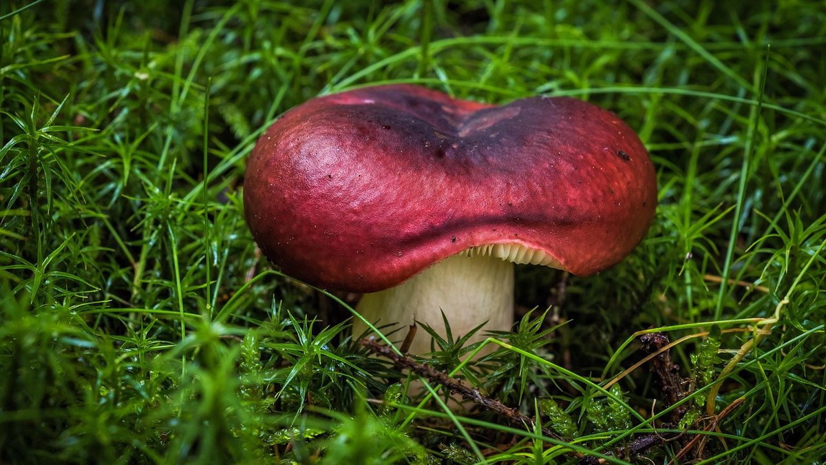 Building a Foraging Basket for Beginners