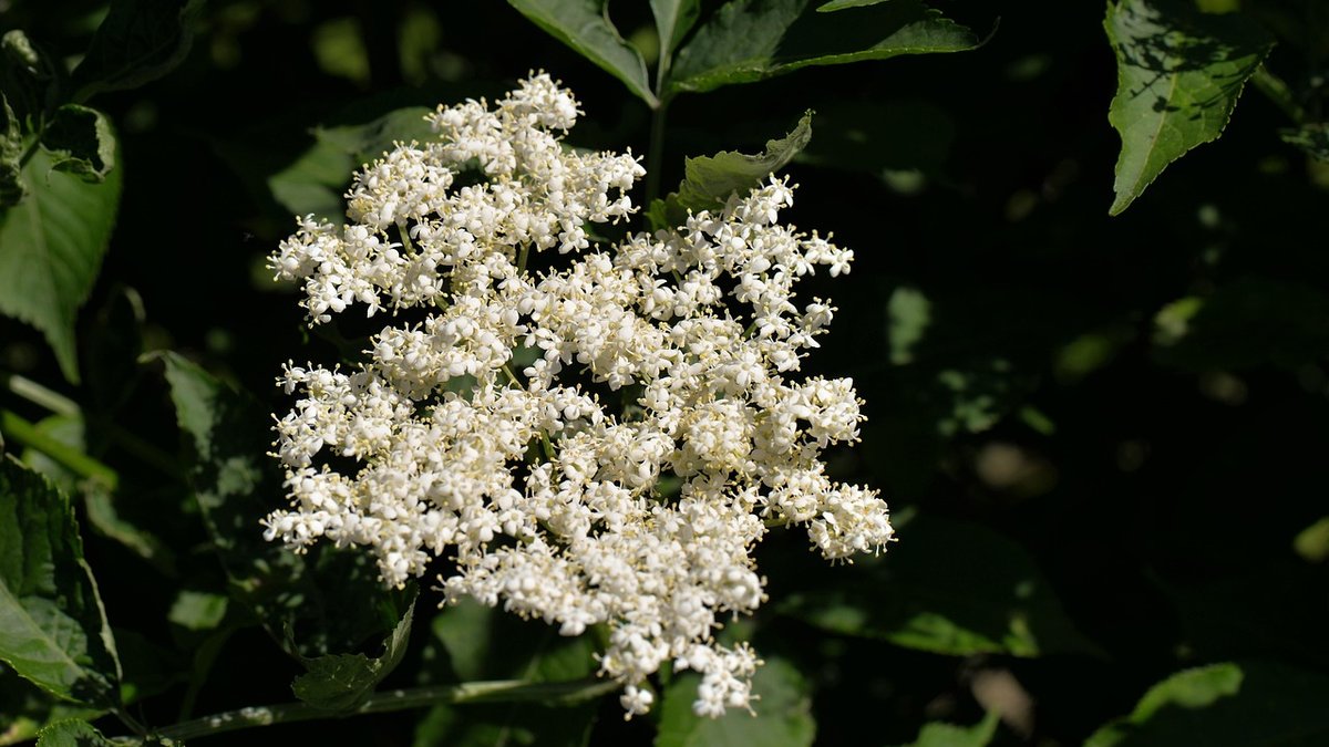 Elderberry Syrup for Colds and Winter Wellness
