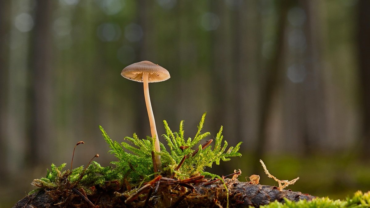Foraging Rules and Etiquette on Public Footpaths