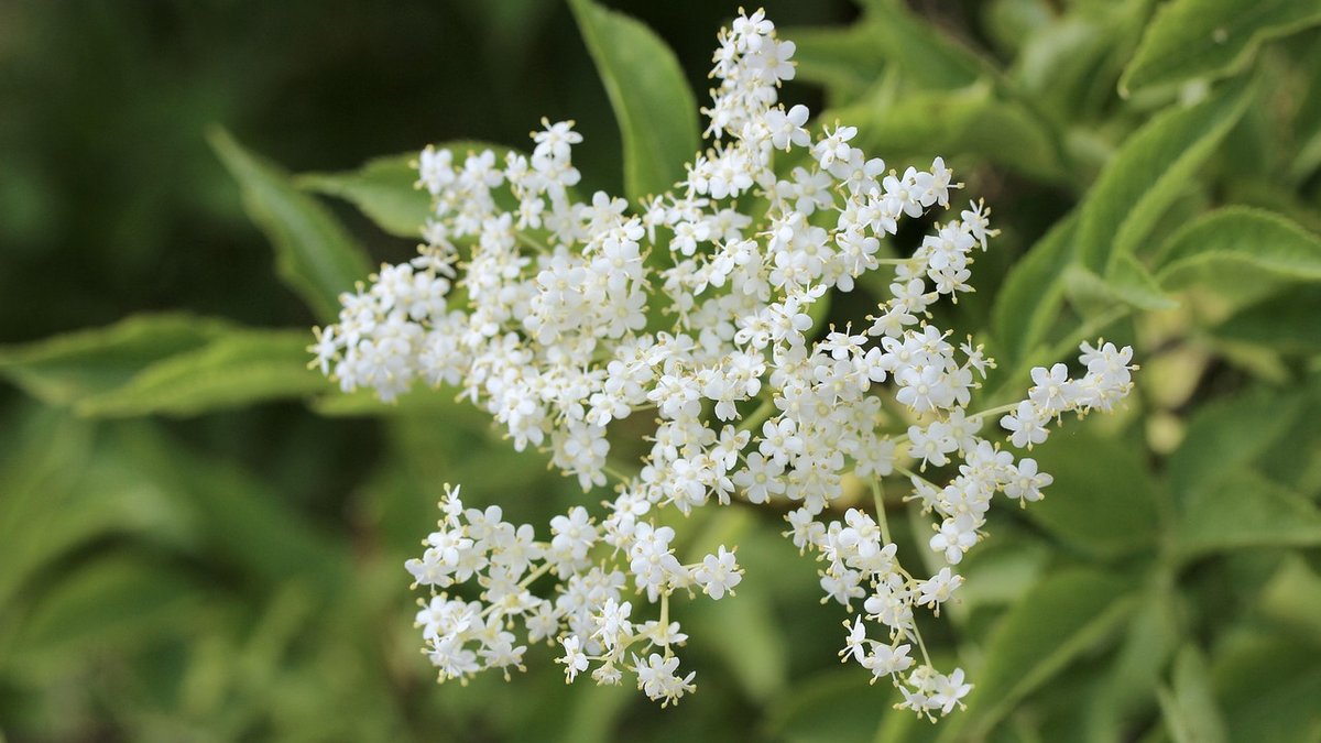 Identifying Hawthorn Berries and Making Hawthorn Ketchup