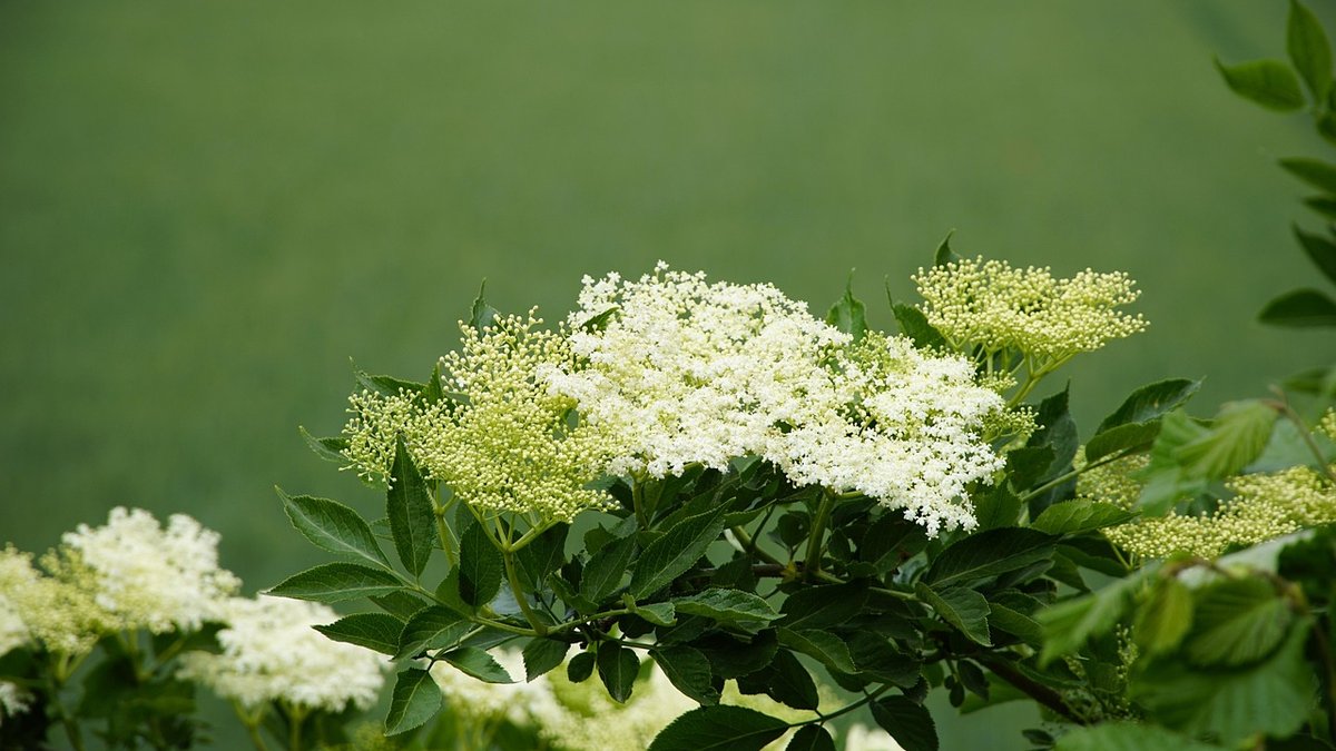 Wild Food Walk: What to Look for in Spring